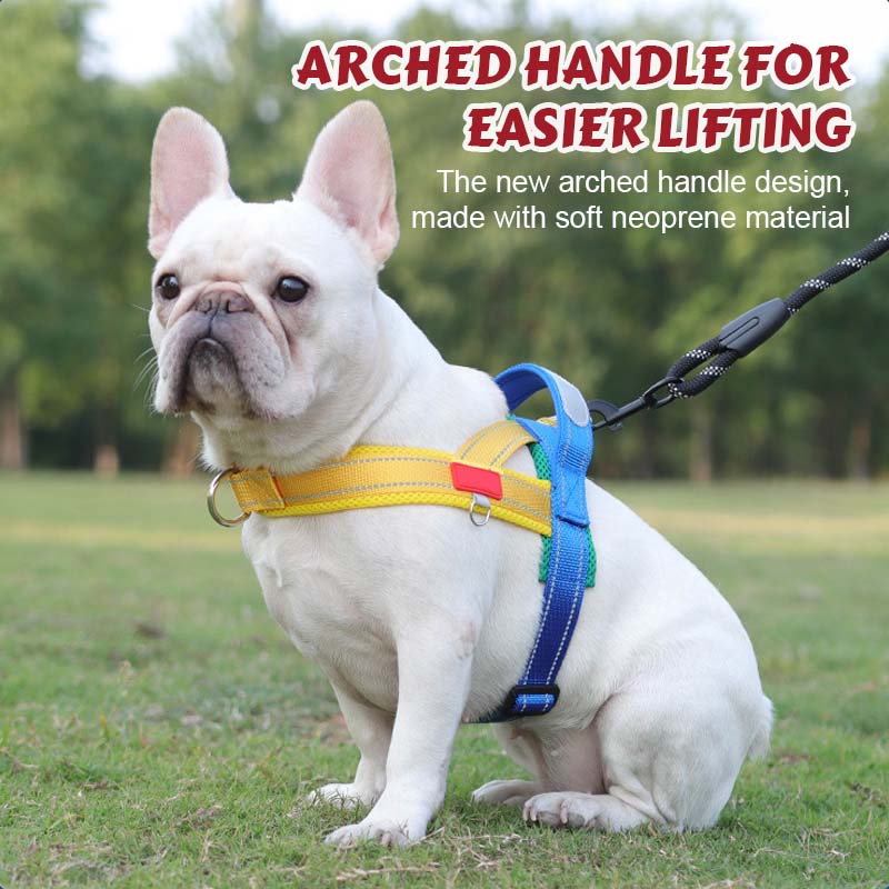 🐾 Premium hundsadelgjord – komfort, kontroll och säkerhet i varje ste